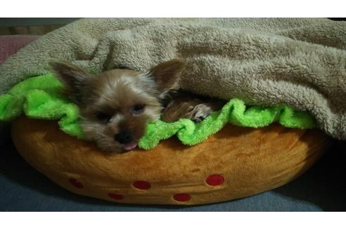 販売中のヨークシャーテリアの親犬
